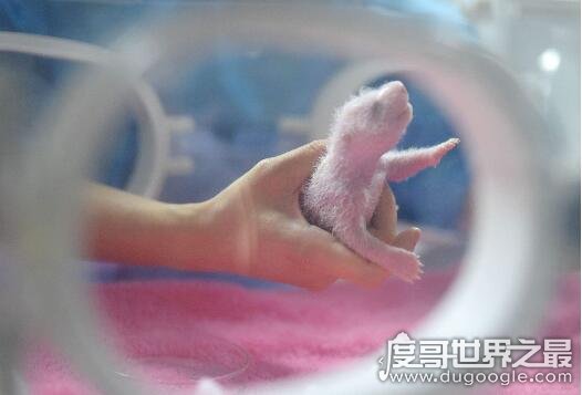2018中国首对圈养熊猫诞生，第三次产仔动作熟练(初次毫无母爱)