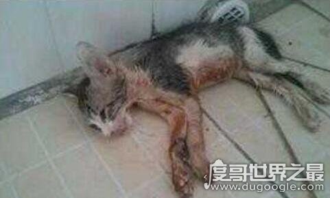 微波炉虐猫事件，男子残忍将猫放入微波炉活活烤死