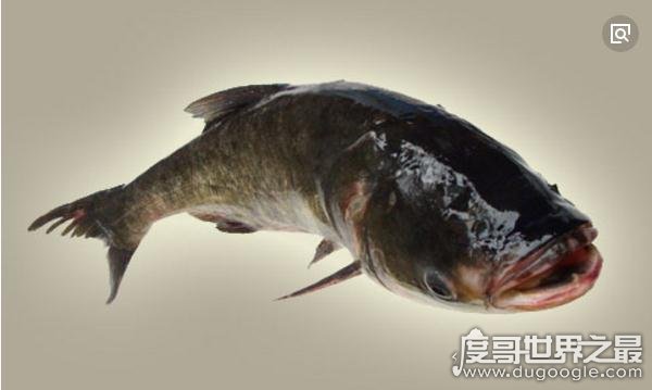 中国四大淡水家鱼，鱼质鲜嫩营养价值高