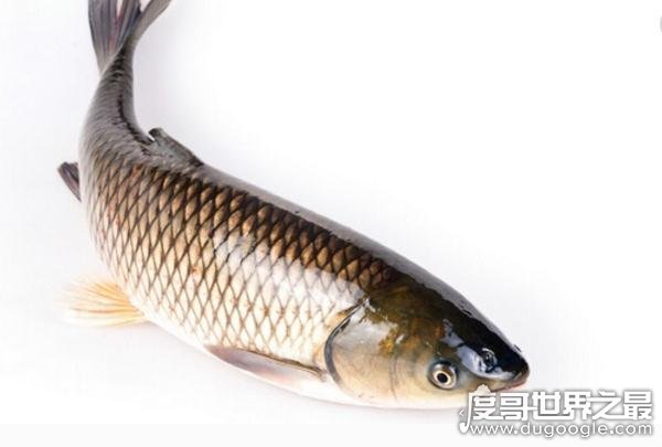 中国四大淡水家鱼，鱼质鲜嫩营养价值高