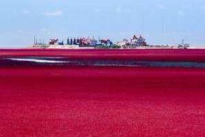 中国最美六大沼泽湿地，最自然原始的风貌让人沉浸其中