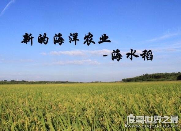 世界上最神奇的稻谷，外青里红的海稻能在海水中生长