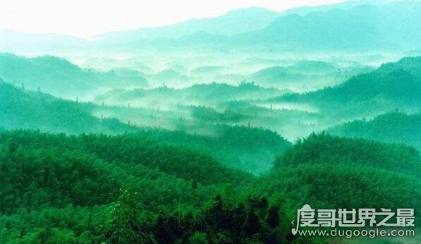 世界上面积最大的竹林，四川蜀南竹海面积高达120平方公里