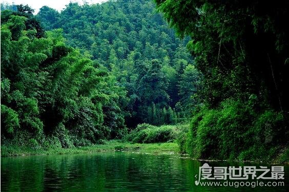 世界上面积最大的竹林，四川蜀南竹海面积高达120平方公里
