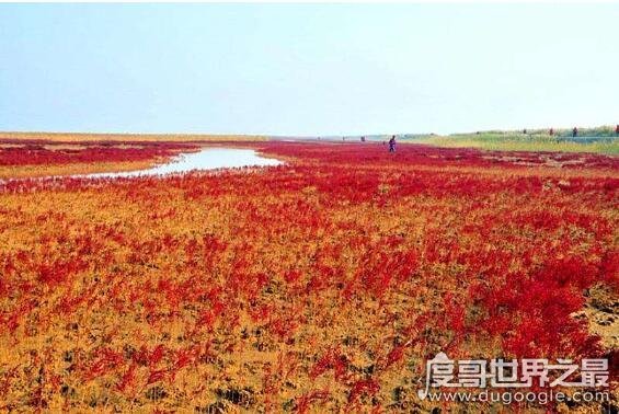 中国最美六大沼泽湿地，最自然原始的风貌让人沉浸其中