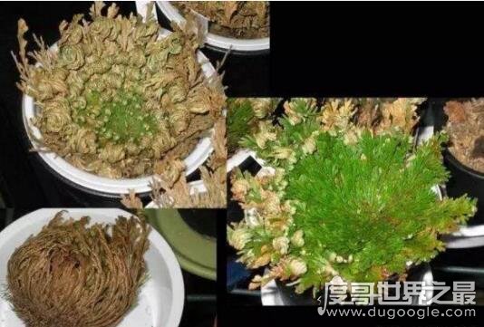 神奇的九死还魂草，枯萎了遇水就能重新复活