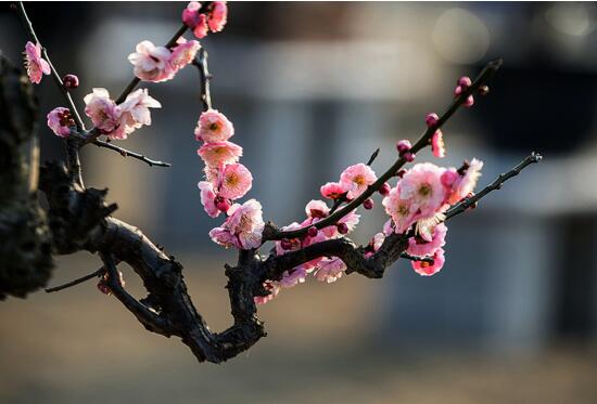 中国十大名花排名，傲雪凌霜的梅花为百花之首