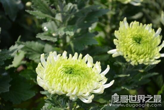 中国十大名花排名，傲雪凌霜的梅花为百花之首