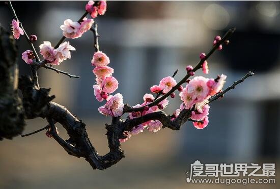 中国十大名花排名，傲雪凌霜的梅花为百花之首