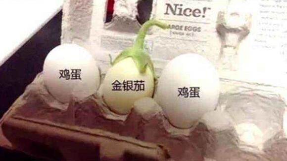 蛋树上真的长满了鸡蛋还可以直接吃，这种神奇的植物是来自中国的