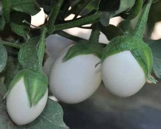蛋树上真的长满了鸡蛋还可以直接吃，这种神奇的植物是来自中国的