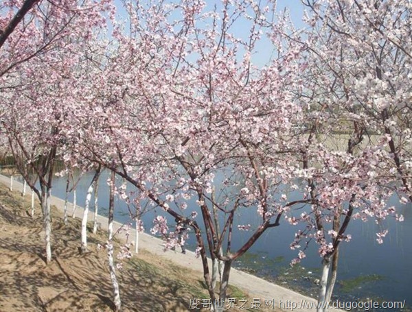 中国最美的五大桃花林,三生三世十里桃花
