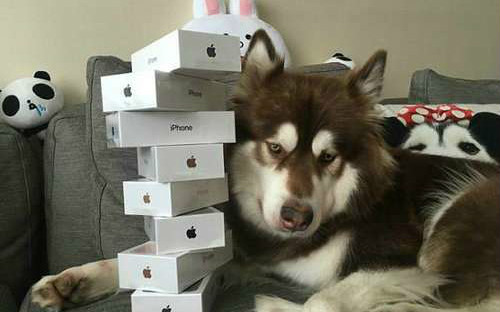 王思聪为爱犬买8台iPhone 7引外媒关注 网友：有钱就是任性