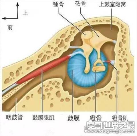 人体最大的肌肉是哪一块，屁股上的臀大肌(保持人体躯干垂直)