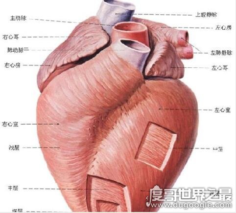 人体最大的肌肉是哪一块，屁股上的臀大肌(保持人体躯干垂直)