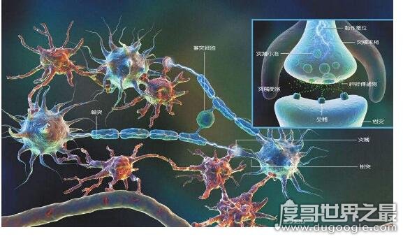 人体中最长的细胞有多长，最长的脊髓前角运动神经细胞长达1米