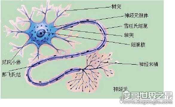 人体中最长的细胞有多长，最长的脊髓前角运动神经细胞长达1米