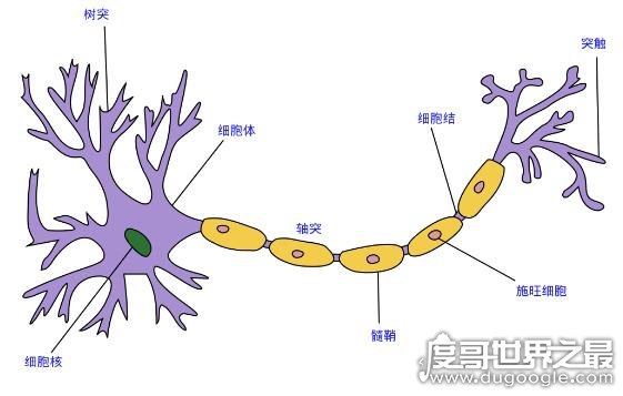 人体中最长的细胞有多长，最长的脊髓前角运动神经细胞长达1米