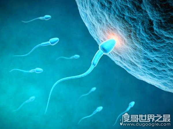 人体最大的细胞，卵细胞(直径约为0.1毫米/女性体内有数百万个)