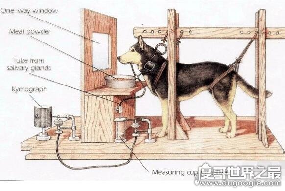 巴甫洛夫的狗，这个实验形容一个人条件反射反应不经大脑思考