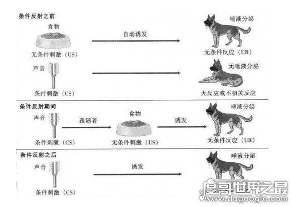 巴甫洛夫的狗，这个实验形容一个人条件反射反应不经大脑思考