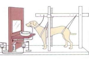 巴甫洛夫的狗，这个实验形容一个人条件反射反应不经大脑思考