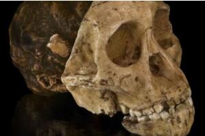 距今最早的原始人化石，比露西还早40万年(360万年)