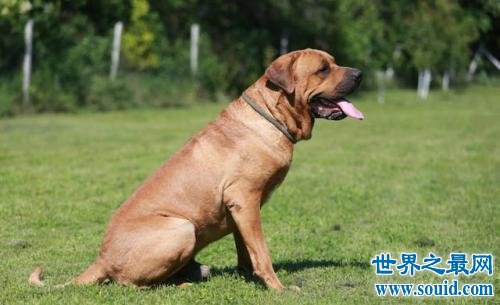 世界凶犬十大排名，没想到它最凶！