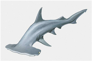 锤头鲨的生存能力很强，这与奇怪的头部造型有关系