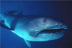 巨口鲨是最神秘的鲨鱼，1976年至今只发现60次