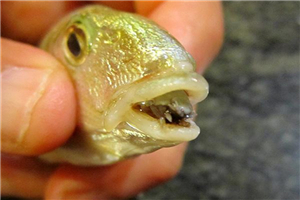缩头鱼虱替代鱼舌头，世界上唯一共生的寄生虫