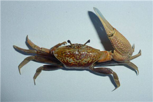 巨招潮蟹会对潮汐招手，体内器官自动过滤食物