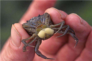 蟹奴是螃蟹身上的寄生虫，螃蟹将会成为僵尸蟹