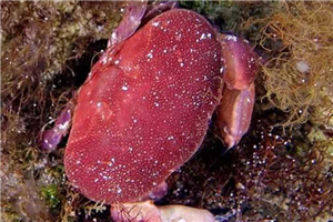 正直爱洁蟹是含有河豚剧毒的螃蟹，与面包蟹长相相似