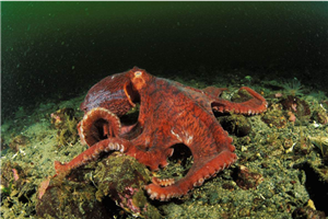 北太平洋巨型章鱼做成铁板烧，足够百来人食用