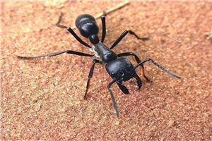 子弹蚁堪称世界上咬人最痛的蚂蚁，被咬仿佛中弹一般