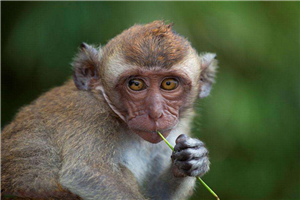 食蟹猴堪称世界上最珍稀的猴子，不爱吃水果爱吃螃蟹