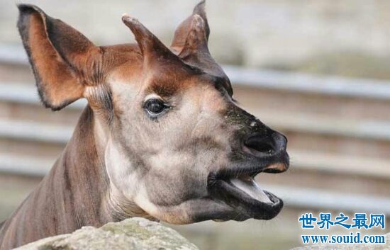 世界十大奇迹动物，用舌头洗脸的动物你见过吗？