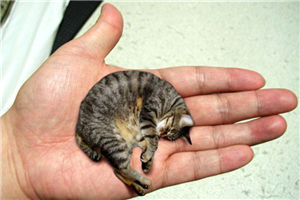世界上最小的猫皮堡斯，不少网友称呼它为茶杯猫