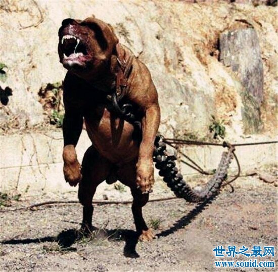 世界十大猛犬排名，第一的它是公认的犬中之王