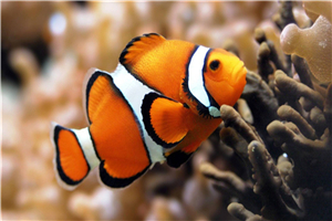世界上最漂亮的十种鱼 小丑鱼因像京剧丑角而得名