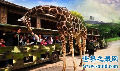 中国十大人气动物园排行榜，北京动物园的历史竟然这么悠久！