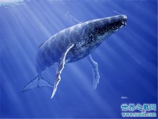 现在地球十大最强生物第一位蓝鲸，尾巴拍个海浪就会引起大型海啸