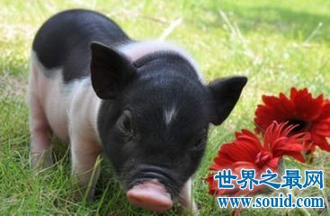 世界上十种最具特色的猪，竟然还有猪要冬眠！