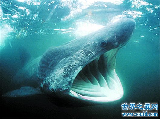 全球10大最可怕的鲨鱼，遇到它们可千万要小心了
