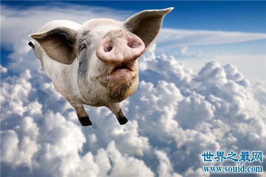 地球上智商最高的10大动物，连猪居然都上榜了