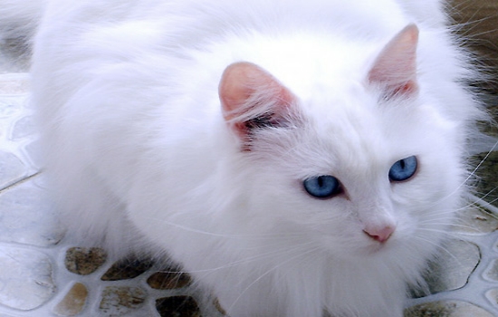 中国土猫有哪些品种  如此温柔可爱的小猫咪叫人爱不释手