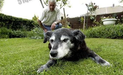 世界上最长寿的狗狗 寿命最长的狗活了203岁