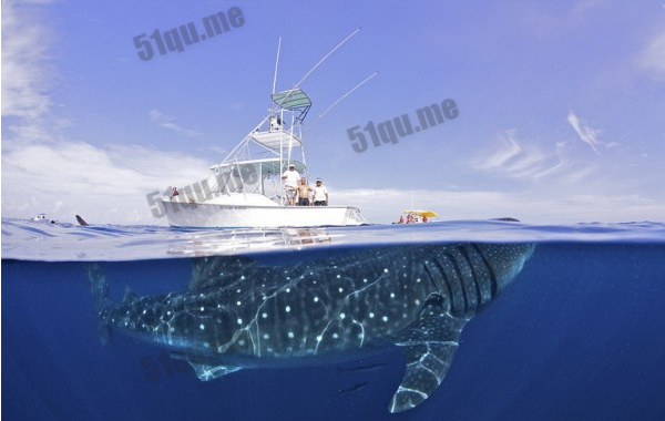 世界上最大的鱼：鲸鲨