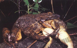 世界上最大的青蛙——非洲巨蛙